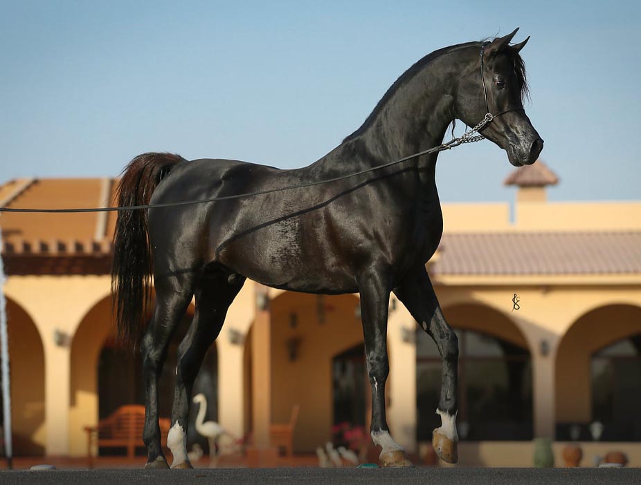 Champion Black Arabian Colt